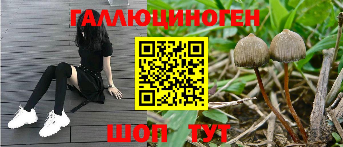 Галлюциногенные грибы Cubensis Заводоуковск